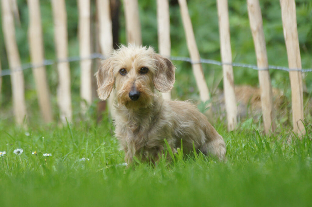 Michael Möller - Hundeschule Iserlohn