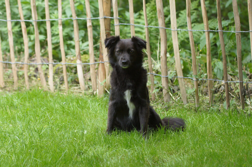 Michael Möller - Hundeschule Iserlohn