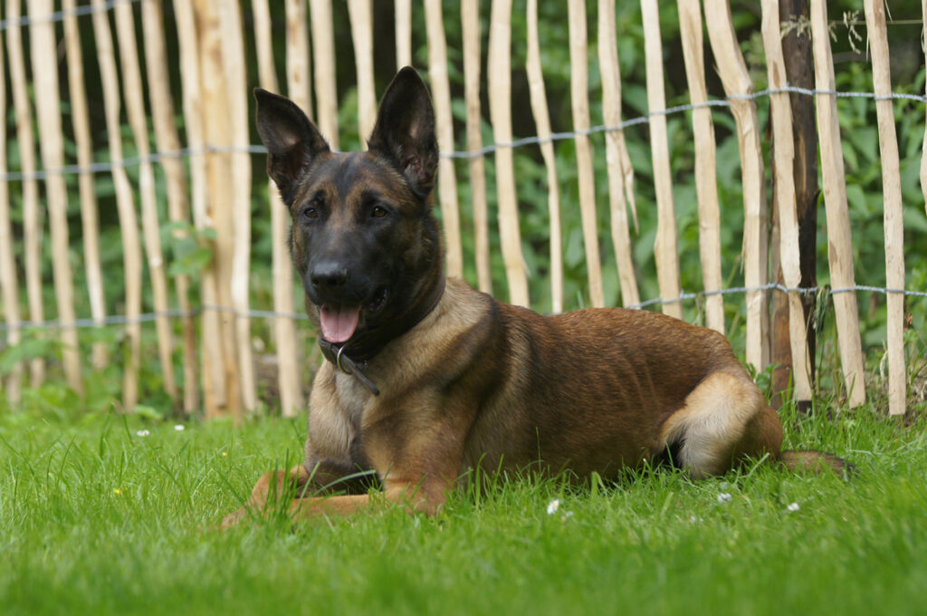 Michael Möller - Hundeschule Iserlohn
