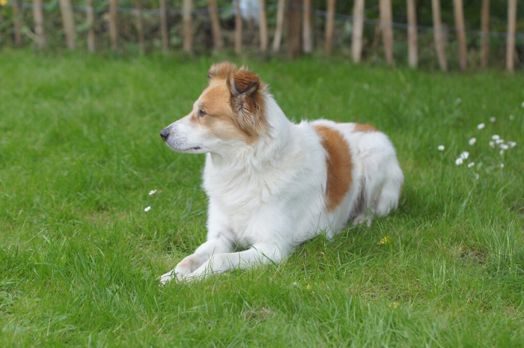 Michael Möller - Hundeschule Iserlohn